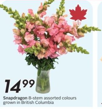 鲜花特价 8支一束15.99元