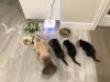 免费领养二个月小奶猫