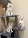 高颜值英短小猫找新家