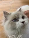 布偶猫找新家