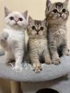 英短小猫找好人家