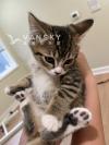 两月大虎斑小猫领养