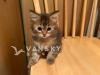 长毛奶猫找新家 180/只