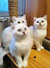 纯种银渐层小猫找新家