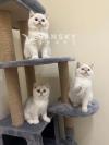 高颜值纯种银点金的英短小猫找新家