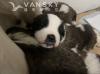 纯种-圣伯纳犬宝宝找新家！喜欢大型犬的来看看