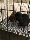 两只垂耳肉兔找新家