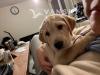 拉布拉多puppy 