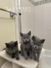 6只3个月的英短小猫咪找爱心家庭