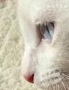 刚满4个月纯白温顺健康男生猫咪