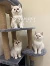 高颜值纯种银点金的英短小猫找新家