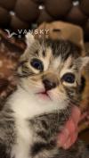 一个半月大小猫 $280