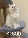 高颜值英短小猫找新家