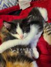 新生小奶猫100只