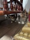 进两个月大 小猫$260
