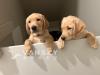 Labrador puppies