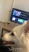 出售一台2年新的TCL 55寸Roku Smart TV
