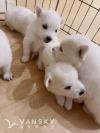 纯种可爱乖巧中小型犬爱斯基摩宝宝找新家