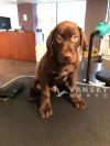 拉布拉多幼犬
