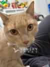 粘人小母猫找新家