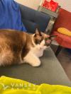 猫猫免费领养