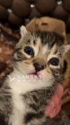 两个月大小猫 $260