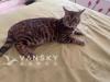 家养豹猫找新家