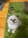 布偶猫猫找新家