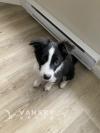 边牧border collie 3个月大 男孩