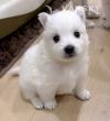小型犬爱斯基摩宝宝找新家