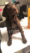 拉布拉多幼犬
