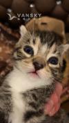 两个月大小猫260
