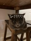 出售一只6个月大蓝猫