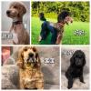 自家巨型贵宾犬宝宝一月底可去新家