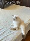 便宜出一只布偶猫