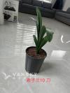 卖花 君子兰 口红花 铜钱草 玉树 昙花