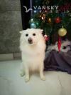 American Eskimo 帅哥找女朋友