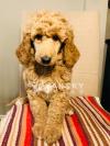 巨型贵宾犬宝宝