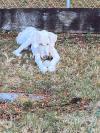 一岁大型贵宾犬转让one year old standard poodle for sale 