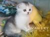 12月24日出生的折耳猫找新家