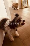 寻找爱心人士收养爱犬
