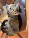 两只猫妹妹找新家