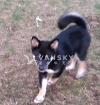 可爱柴犬小狗寻找新家