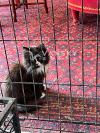 4个月大小猫 $150