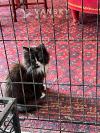 两只小黑猫 四个月大 $50