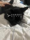 黑色纯种缅因猫$1600