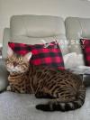 乖巧猛加拉豹猫转让