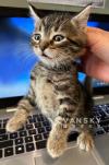 可可爱爱小狸花猫