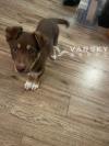 边境牧羊犬和德国牧羊犬混血男宝宝