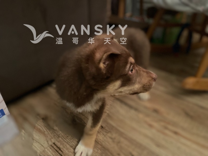 230310001143_dog_2.jpg